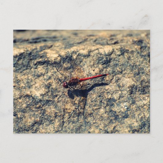 Carte Postale Dragonfly rouge (Devant)