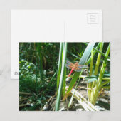 Carte Postale Dragonfly rouge accroché à la feuille (Devant / Derrière)