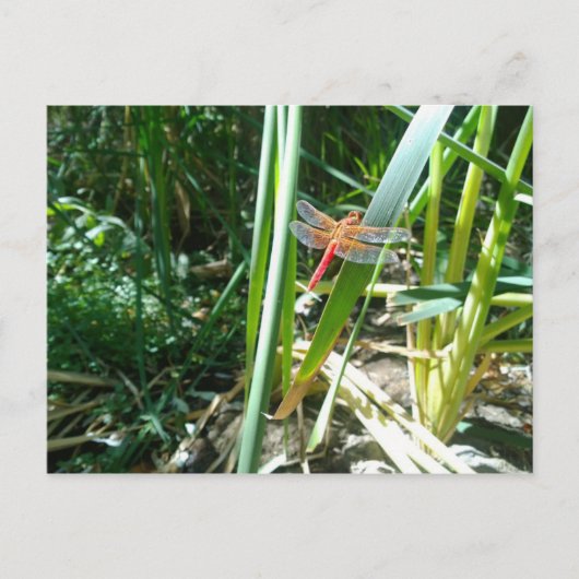 Carte Postale Dragonfly rouge accroché à la feuille (Devant)