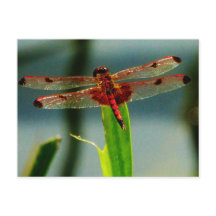 Dragonfly rouge et noire tachetée