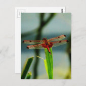 Carte Postale Dragonfly rouge et noire tachetée (Devant / Derrière)