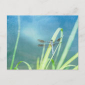 Carte Postale Dragonfly sur Blue (Devant)