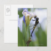 Carte Postale Dragonfly sur iris (Devant / Derrière)