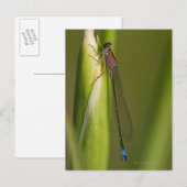 Carte Postale Dragonfly sur l'iris bourré (Devant / Derrière)