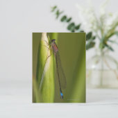 Carte Postale Dragonfly sur l'iris bourré (Debout devant)