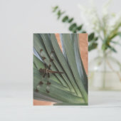 Carte Postale Dragonfly sur plante (Debout devant)
