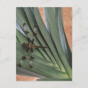 Carte Postale Dragonfly sur plante