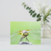 Carte Postale Dragonfly (Sympetrum infuscatum) (Debout devant)