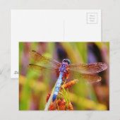 Carte Postale Dragonfly turquoise sur le carex (Devant / Derrière)