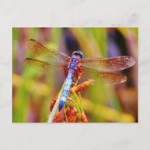 Carte Postale Dragonfly turquoise sur le carex
