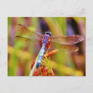 Carte Postale Dragonfly turquoise sur le carex