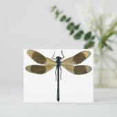 Carte Postale Dragonfly vintage (Debout devant)