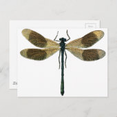 Carte Postale Dragonfly vintage (Devant / Derrière)