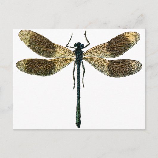 Carte Postale Dragonfly vintage (Devant)