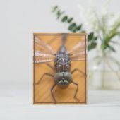 Carte Postale Dragonfly vous voyez (Debout devant)