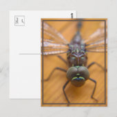 Carte Postale Dragonfly vous voyez (Devant / Derrière)