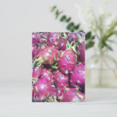 Carte postale Dragonfruit (Debout devant)