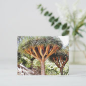 Carte Postale Dragons Sanguins (Debout devant)