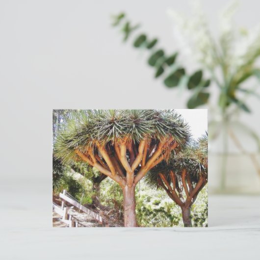 Carte Postale Dragons Sanguins (Debout devant)