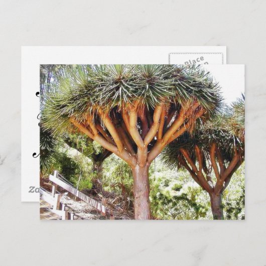 Carte Postale Dragons Sanguins (Devant / Derrière)