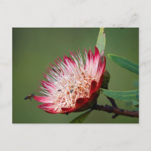 Carte Postale Drakensberg Sugarbush (Protea Dracomontana)