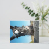 Carte Postale Drama Llama (Debout devant)