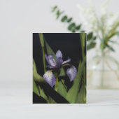 Carte Postale Drapeau bleu intense Fleur Iris (Debout devant)