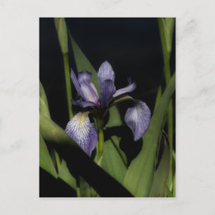 Carte Postale Drapeau bleu intense Fleur Iris