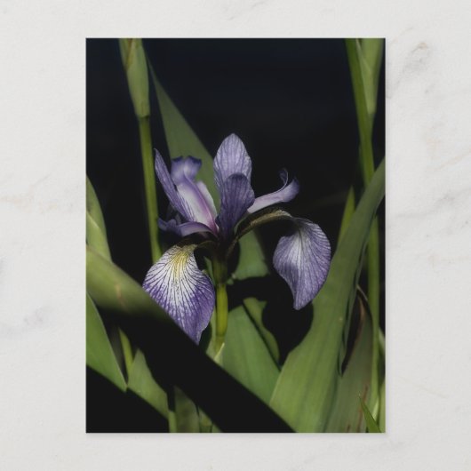 Carte Postale Drapeau bleu intense Fleur Iris (Devant)