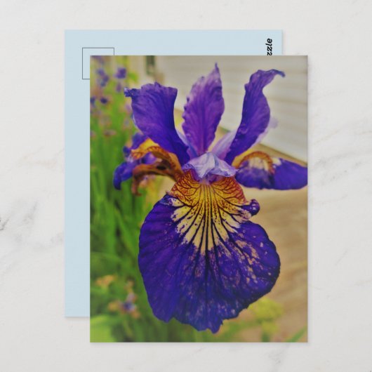 Carte Postale Drapeau bleu Iris Fleur de Lys France Canada Québe (Devant / Derrière)