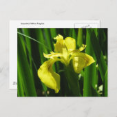 Carte Postale Drapeau Jaune Iris (Devant / Derrière)