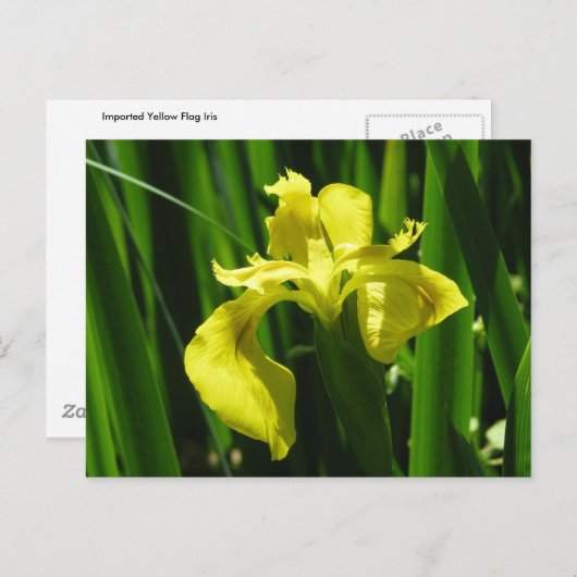 Carte Postale Drapeau Jaune Iris (Devant / Derrière)