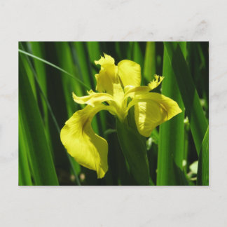 Carte Postale Drapeau Jaune Iris