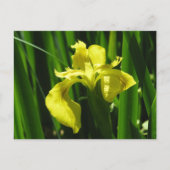 Carte Postale Drapeau Jaune Iris (Devant)