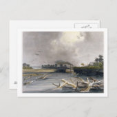 Carte Postale Drapeaux (arbres coulés) sur le Missouri, plaque 6 (Devant / Derrière)