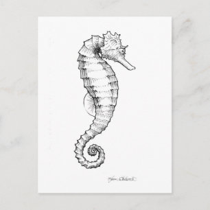 Carte Postale Drawing noir et blanc de Seahorse