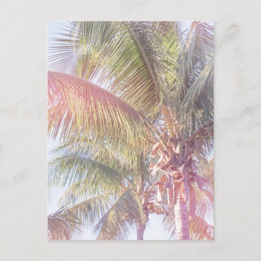Carte Postale Dream Palm (Devant)