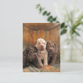 Carte Postale Dreamers Cute Shar Pei (Debout devant)