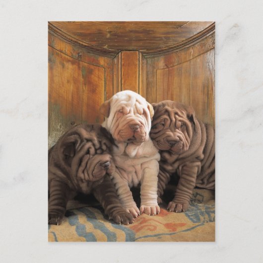 Carte Postale Dreamers Cute Shar Pei (Devant)