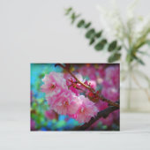 Carte Postale Dreamland, Fleur de cerisiers en Corée (Debout devant)