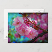 Carte Postale Dreamland, Fleur de cerisiers en Corée (Devant / Derrière)