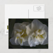 Carte Postale Dreamy Narcissus Daffodils (Devant / Derrière)