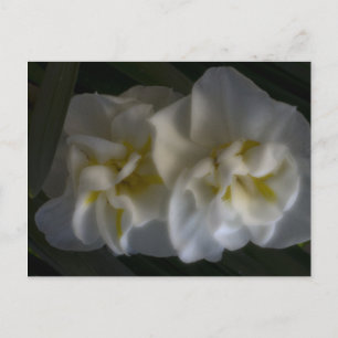 Carte Postale Dreamy Narcissus Daffodils