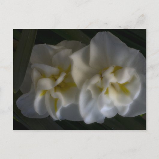 Carte Postale Dreamy Narcissus Daffodils (Devant)