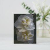 Carte Postale Dreamy Narcissus Daffodils (Debout devant)