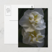 Carte Postale Dreamy Narcissus Daffodils (Devant / Derrière)