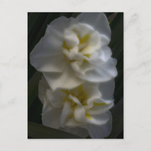 Carte Postale Dreamy Narcissus Daffodils