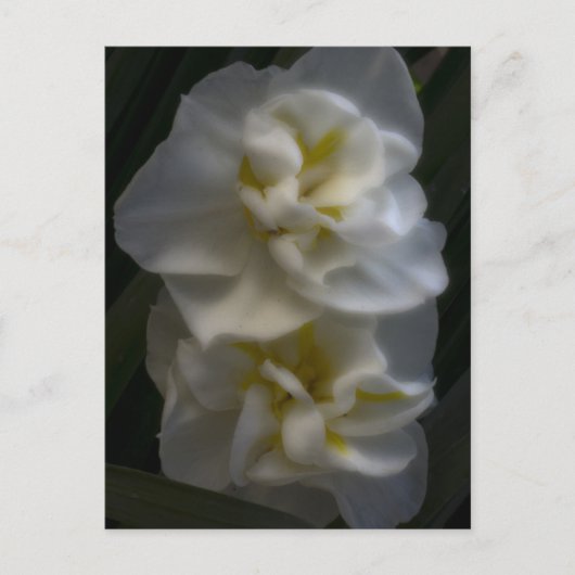 Carte Postale Dreamy Narcissus Daffodils (Devant)