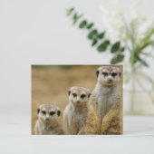 Carte Postale drei Erdmaennchen (Suricata suricatta) (Debout devant)