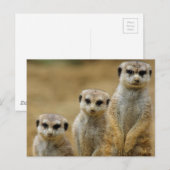 Carte Postale drei Erdmaennchen (Suricata suricatta) (Devant / Derrière)